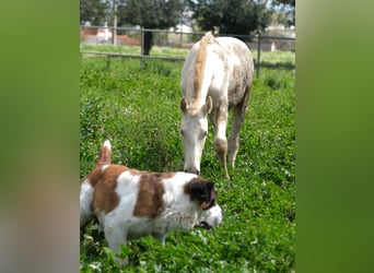 PRE Mix, Stallion, 2 years, 16 hh, Perlino