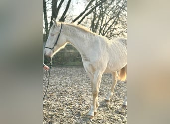 PRE Mix, Stallion, 2 years, 16 hh, Perlino