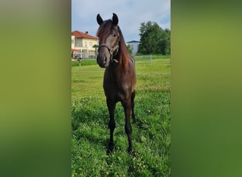 PRE Mix, Stallion, 2 years, 16 hh, Smoky-Black