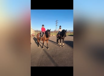 PRE Mix, Stallion, 2 years, 16 hh, Smoky-Black
