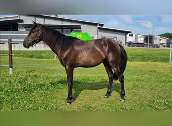 PRE Mix, Stallion, 2 years, 16 hh, Smoky-Black