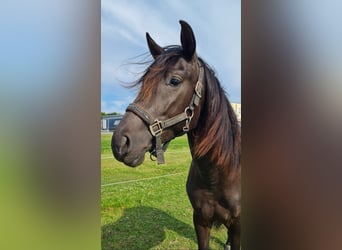 PRE Mix, Stallion, 2 years, 16 hh, Smoky-Black