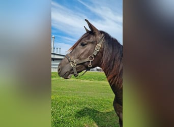 PRE Mix, Stallion, 2 years, 16 hh, Smoky-Black