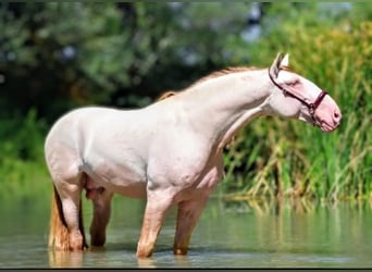 PRE Mix, Stallion, 2 years, 16,1 hh, Dun