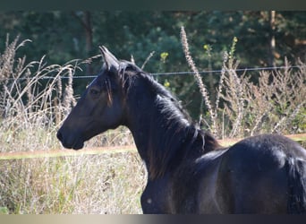 PRE Mix, Stallion, 2 years, 16,1 hh, Grey-Fleabitten