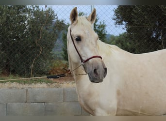 PRE, Stallion, 2 years, 16,1 hh, Palomino