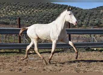 PRE, Stallion, 2 years, 16,1 hh, Pearl