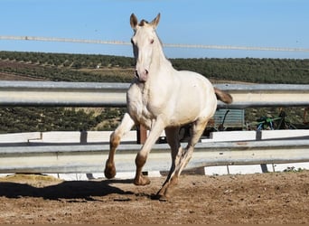 PRE, Stallion, 2 years, 16,1 hh, Pearl