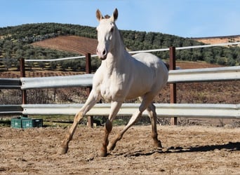 PRE, Stallion, 2 years, 16,1 hh, Pearl