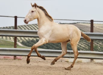 PRE, Stallion, 2 years, 16,1 hh, Pearl