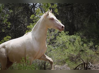 PRE, Stallion, 2 years, 16,1 hh, Perlino
