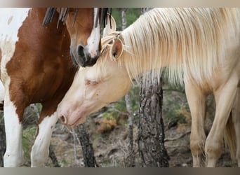 PRE, Stallion, 2 years, 16,1 hh, Perlino
