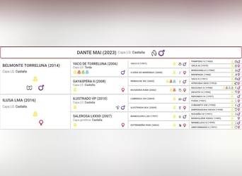 PRE, Stallion, 2 years, 16,2 hh, Brown