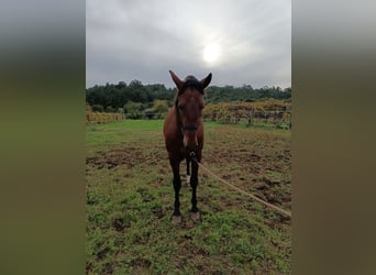 PRE, Stallion, 2 years, 16,2 hh, Brown