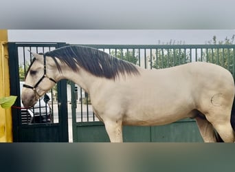 PRE Mix, Stallion, 2 years, 16,2 hh, Buckskin