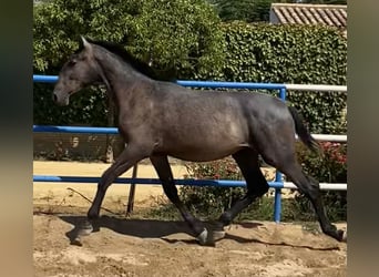PRE, Stallion, 2 years, 16,2 hh, Grey