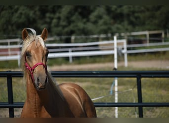 PRE, Stallion, 2 years, 16,2 hh, Palomino