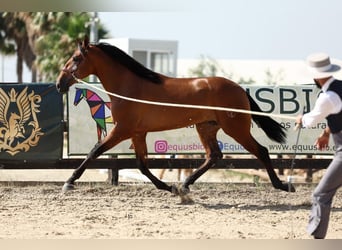 PRE Mix, Stallion, 2 years, 16,3 hh, Brown