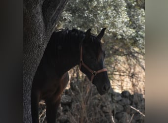 PRE, Stallion, 2 years, 17 hh, Black