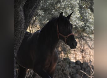 PRE, Stallion, 2 years, 17 hh, Black