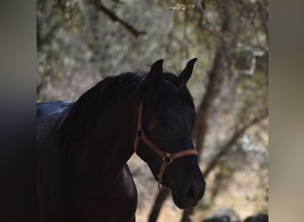 PRE, Stallion, 2 years, 17 hh, Black