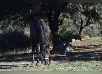 PRE, Stallion, 2 years, 17 hh, Black