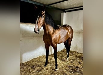 PRE Mix, Stallion, 2 years, 17 hh, Brown