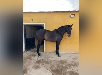 PRE, Stallion, 2 years, 17 hh, Gray