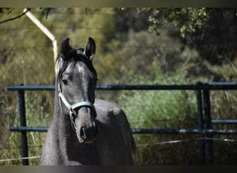 PRE, Stallion, 2 years, 17 hh, Gray