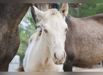 PRE, Stallion, 2 years, 17 hh, Perlino