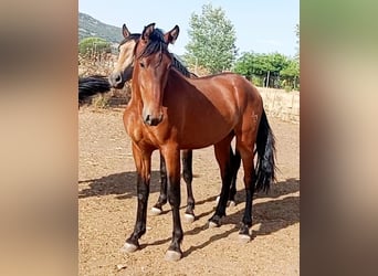 PRE Mix, Stallion, 2 years, Bay