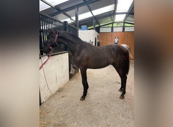 PRE Mix, Stallion, 2 years, Black