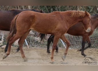 PRE, Stallion, 2 years, Chestnut-Red