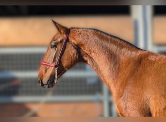 PRE Mix, Stallion, 2 years