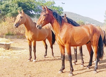 PRE Mix, Stallion, 2 years, Dun
