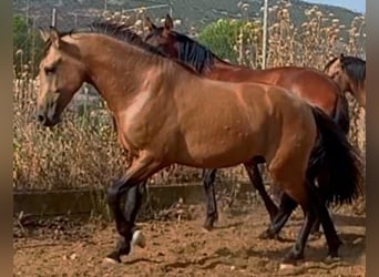 PRE Mix, Stallion, 2 years, Dun