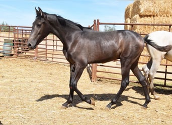 PRE, Stallion, 2 years, Gray