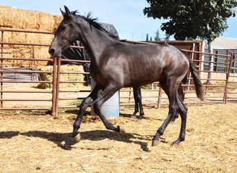 PRE, Stallion, 2 years, Gray