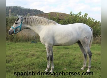 PRE, Stallion, 2 years, Gray