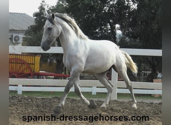 PRE, Stallion, 2 years, Gray