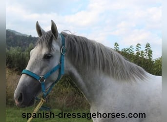 PRE, Stallion, 2 years, Gray