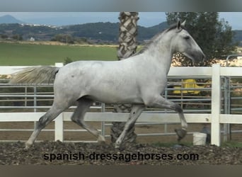 PRE, Stallion, 2 years, Gray