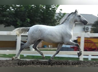 PRE, Stallion, 2 years, Gray