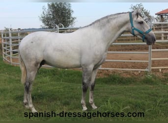 PRE, Stallion, 2 years, Gray