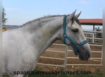 PRE, Stallion, 2 years, Gray