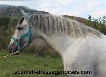 PRE, Stallion, 2 years, Gray