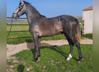 PRE, Stallion, 2 years, Gray