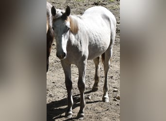 PRE, Stallion, 2 years, Grey