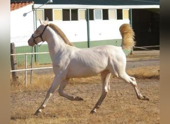 PRE Mix, Stallion, 2 years, Overo-all-colors