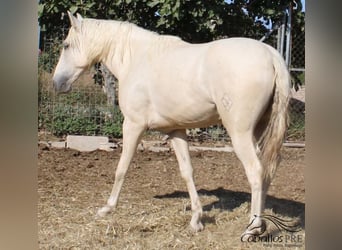 PRE, Stallion, 2 years, Palomino